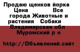 Продаю щенков йорка › Цена ­ 10 000 - Все города Животные и растения » Собаки   . Владимирская обл.,Муромский р-н